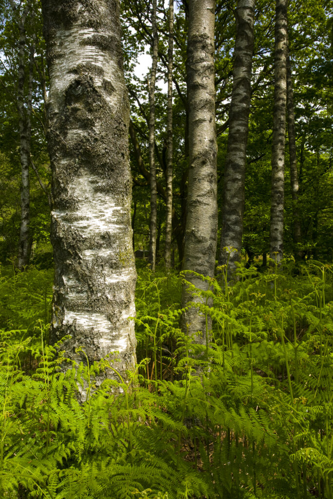 England, Cumbria, Lake District National Park. Silver birch and ferns in woodland nr Chapel Stile on the Cumbria way.