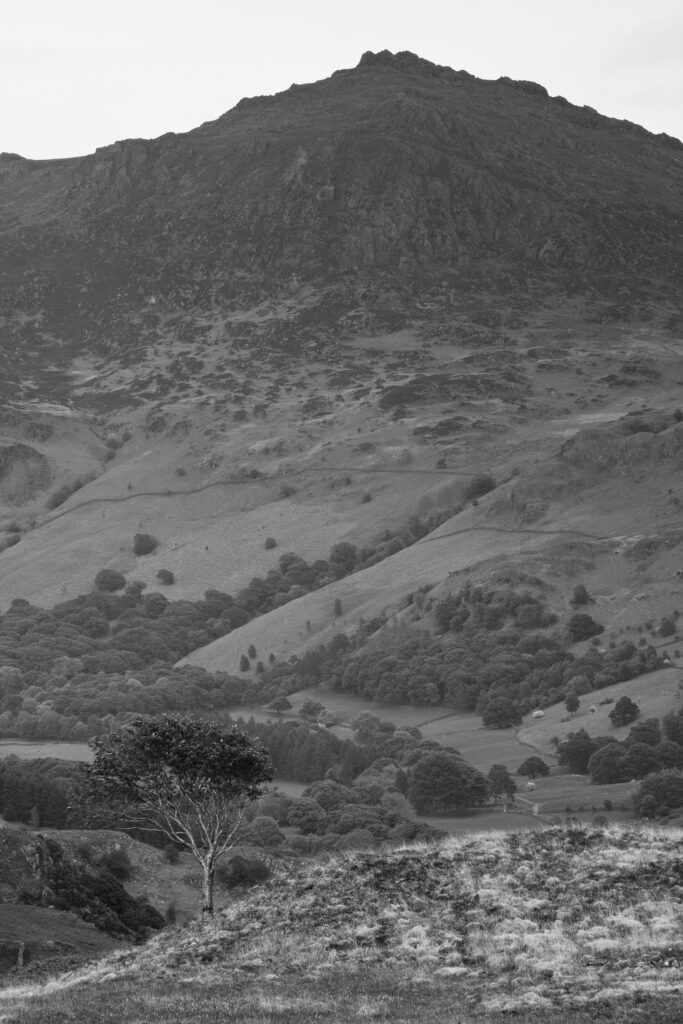 England, Cumbria, Lake District National Park. Mountain, fell and tree near Boot in the Western Lake District.