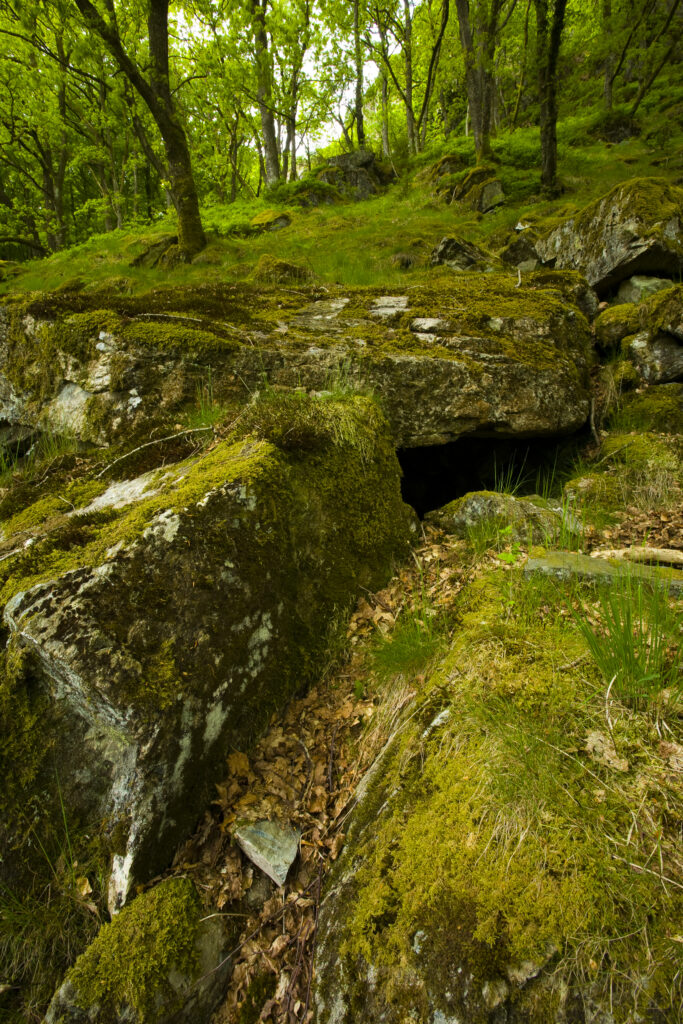 England, Cumbria, Lake District National Park. Moss covered boulders in the woodland of Dunnerdale Forest
