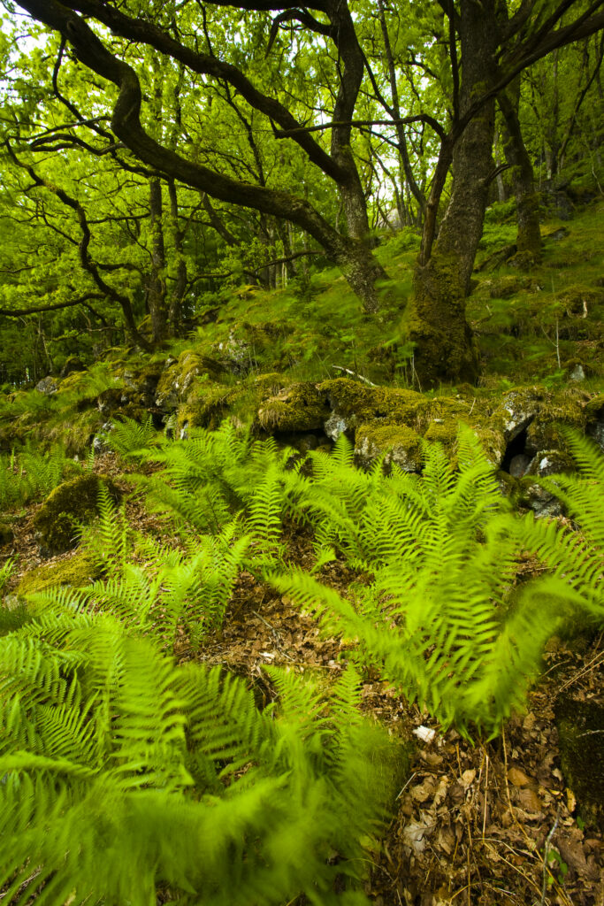 England, Cumbria, Lake District National Park. Ferns and woodland in Dunnerdale Forest