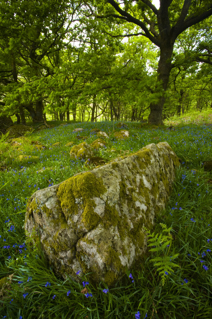 England, Cumbria, Lake District National Park. Moss covered boulder surrounded by a blanket of wild flowers on the forest floor of woodland in Dunnerdale Forest.