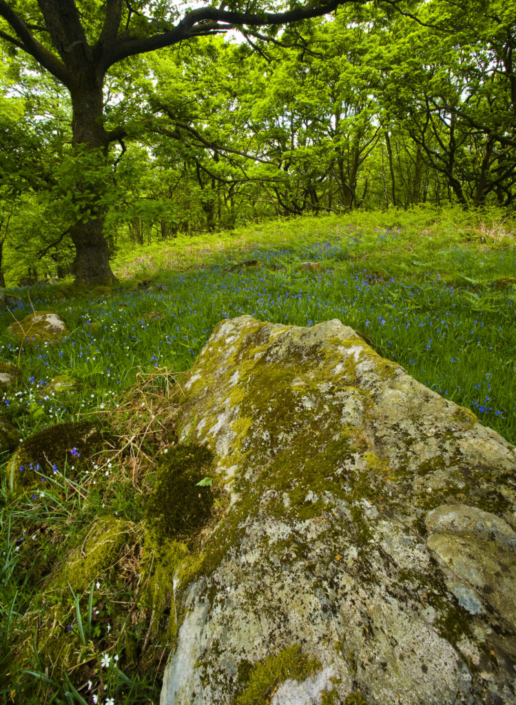 England, Cumbria, Lake District National Park. Moss covered boulder surrounded by a blanket of wild flowers on the forest floor of woodland in Dunnerdale Forest.