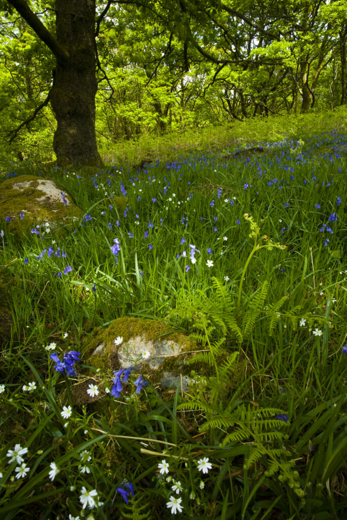 England, Cumbria, Lake District National Park. Wild flowers cover the forest floor of woodland in Dunnerdale Forest.