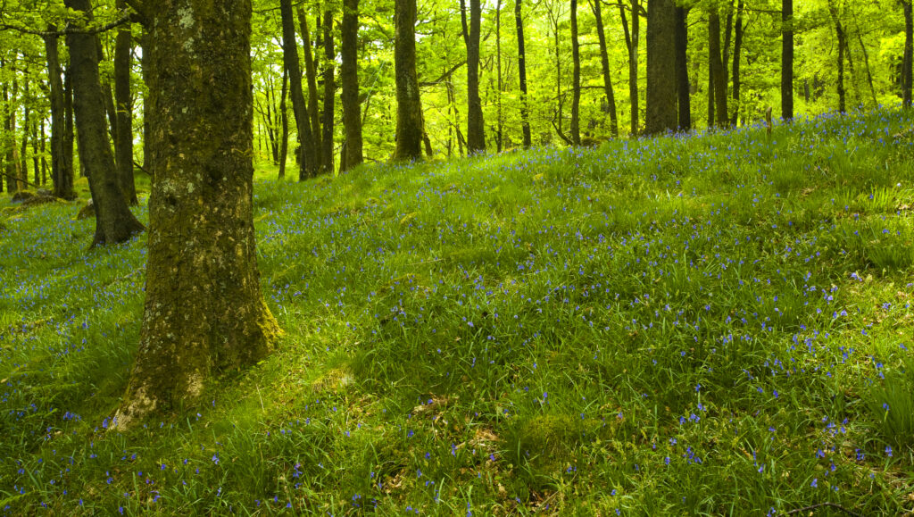 England, Cumbria, Lake District National Park. A blanket of flowering Bluebells growing in woodland which is part of Dunnerdale Forest.