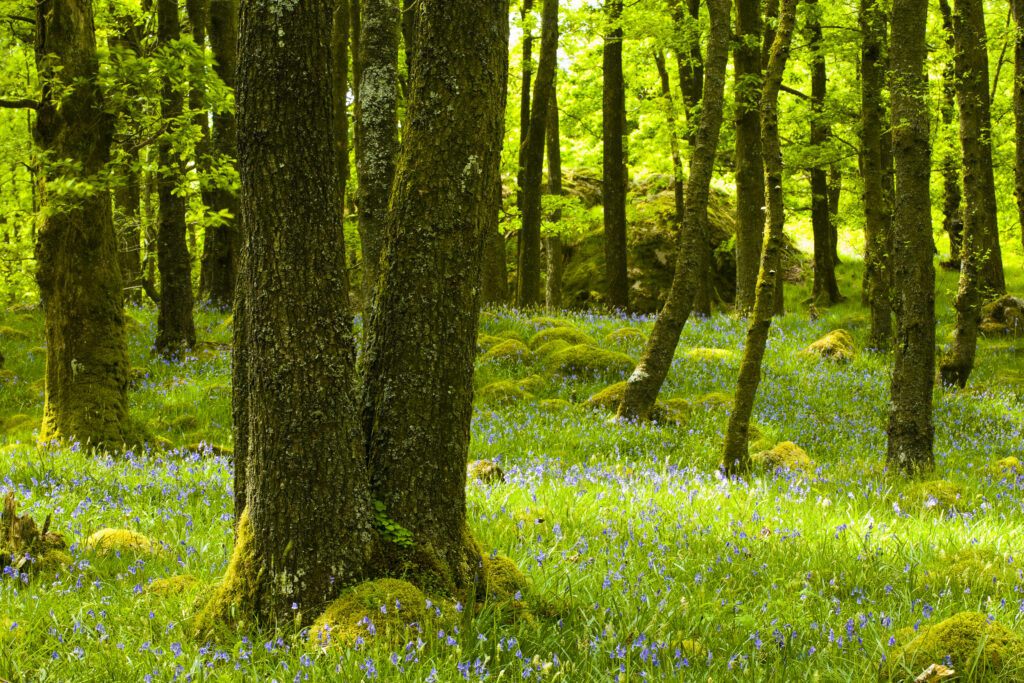 England, Cumbria, Lake District National Park. A blanket of flowering Bluebells growing in woodland which is part of Dunnerdale Forest.