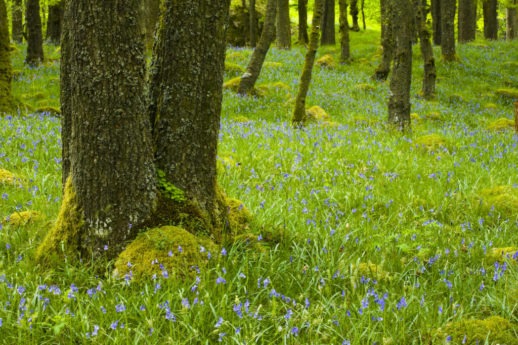 England, Cumbria, Lake District National Park. A blanket of flowering Bluebells growing in woodland which is part of Dunnerdale Forest.
