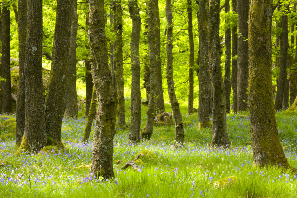 England, Cumbria, Lake District National Park. A blanket of flowering Bluebells growing in woodland which is part of Dunnerdale Forest.