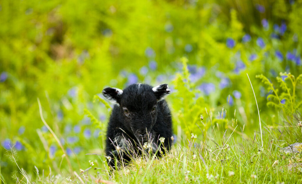 England, Cumbria, Lake District National Park. Black Lamb and a blanket of bluebells on a fell near Dunnerdale Forest.