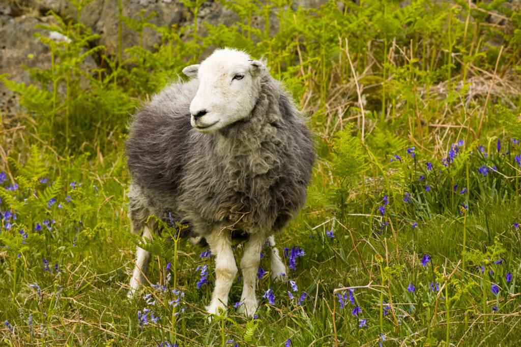 England, Cumbria, Lake District National Park. Sheep and a blanket of bluebells on a fell near Dunnerdale Forest.