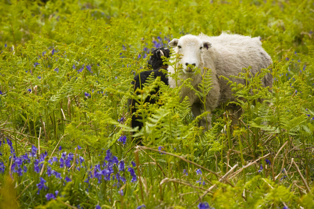 England, Cumbria, Lake District National Park. Sheep and a black Lamb hiding in a blanket of bluebells on a fell near Dunnerdale Forest.
