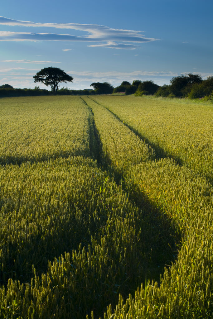 ENGLAND, Tyne & Wear, Holywell Dene. Farm track running through a field used for agriculture in North Tyneside.