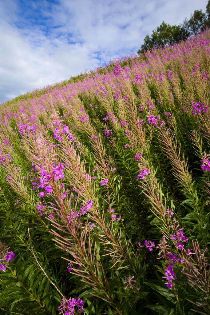 England, Cumbria, Gilsland. Pocket of Rosebay Willow Herb growing near the Hadrians Wall Path.