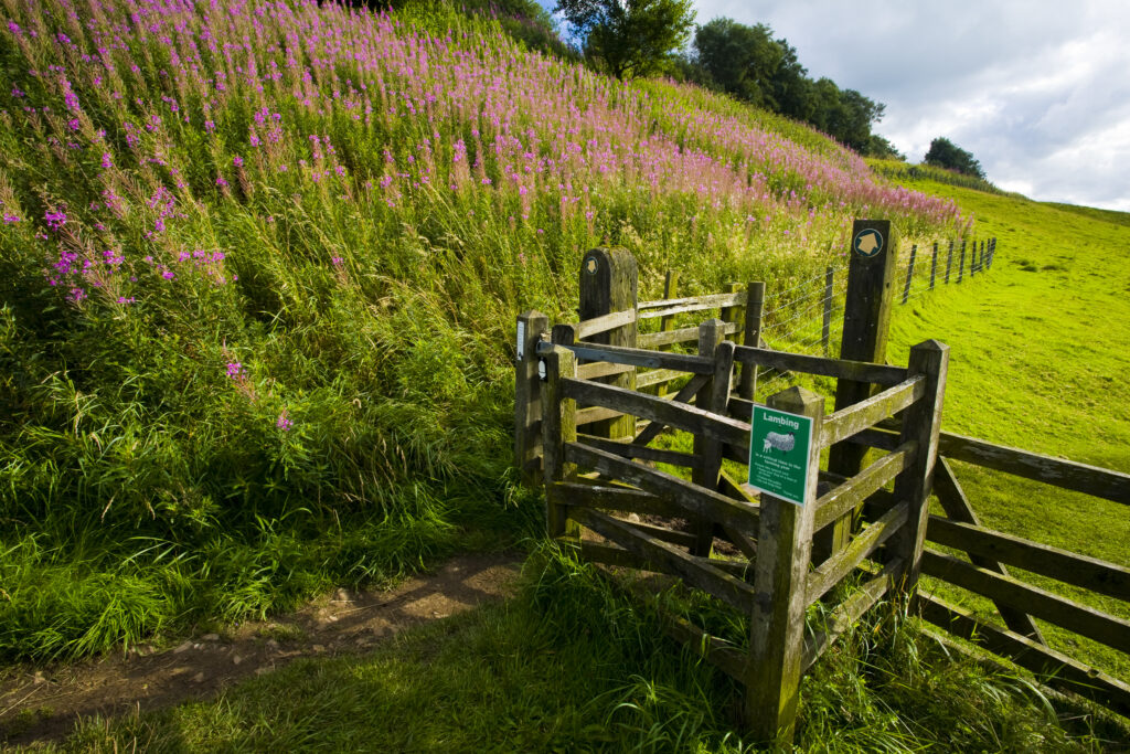 England, Cumbria, Gilsland. Pocket of Rosebay Willow Herb growing near a stile along the Hadrians Wall Path.
