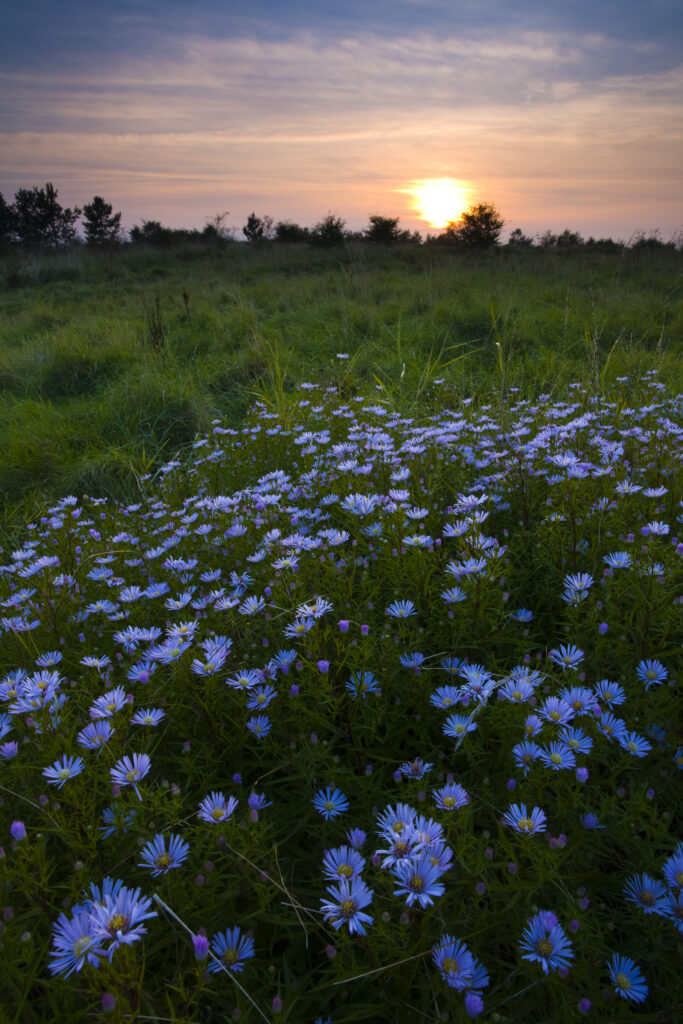 England, Tyne and Wear, Newcastle Upon Tyne. Flowering Michaelmas Daisies photographed at sunset in the Rising Sun Country Park.