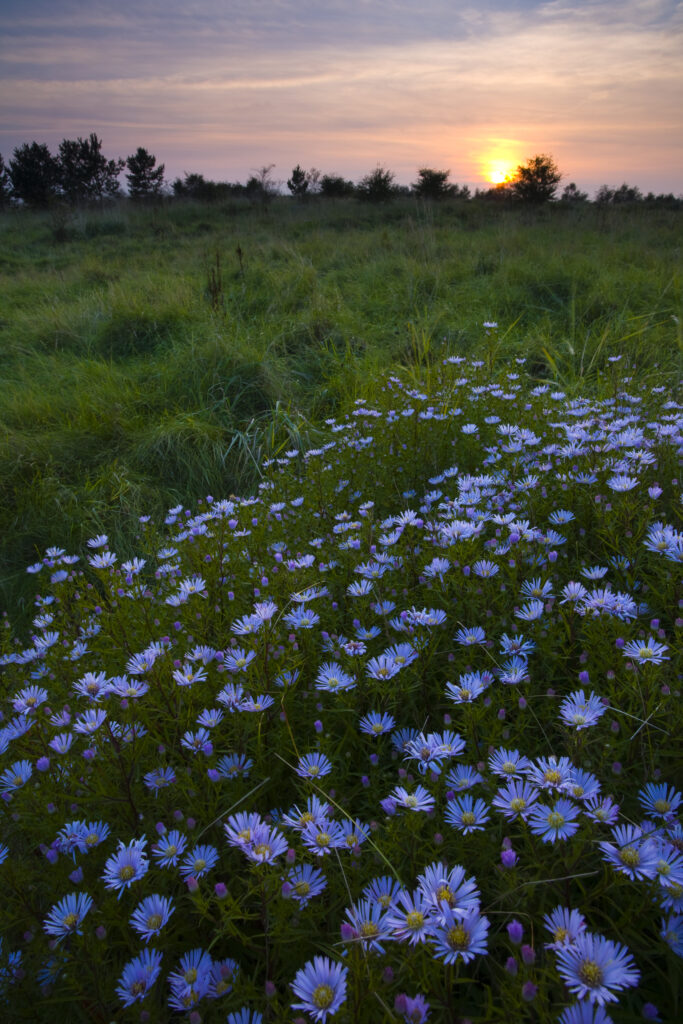 Flowering Michaelmas Daisies photographed at sunset in the Rising Sun Country Park.