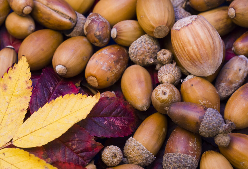 Detail view of Autumn leaves and nuts collected from woodland in the north of England.