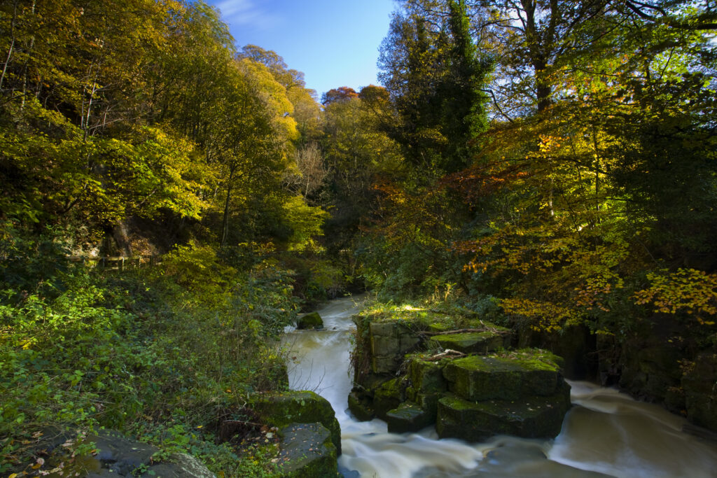 England, Tyne & Wear, Newcastle Upon Tyne. The Ouseburn flowing through autumnal woodland in Jesmond Dene.