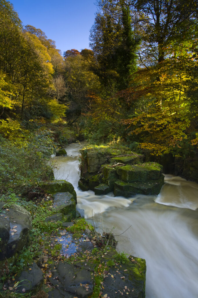 England, Tyne & Wear, Newcastle Upon Tyne. The Ouseburn flowing through autumnal woodland in Jesmond Dene.