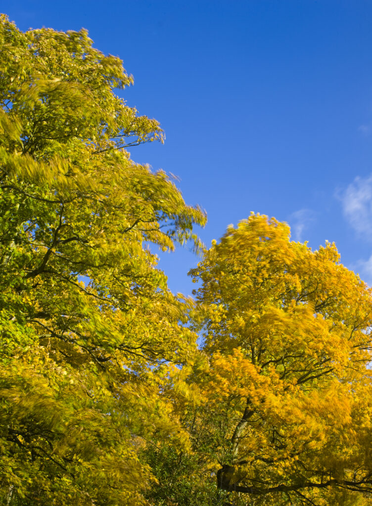 England, Tyne & Wear, Newcastle Upon Tyne. The autumn colours of trees in Jesmond Dene.