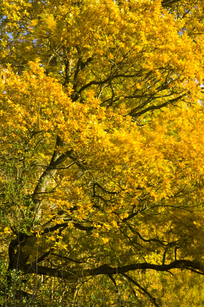 England, Tyne & Wear, Newcastle Upon Tyne. The autumn colours of trees in Jesmond Dene.