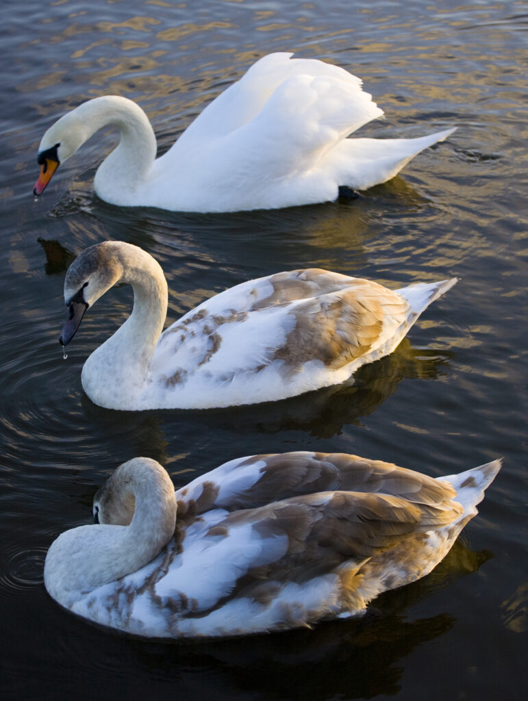 England, Tyne & Wear, Watergate Forest Park. Royal protected Swans on a small lake in the Watergate Forest Park.