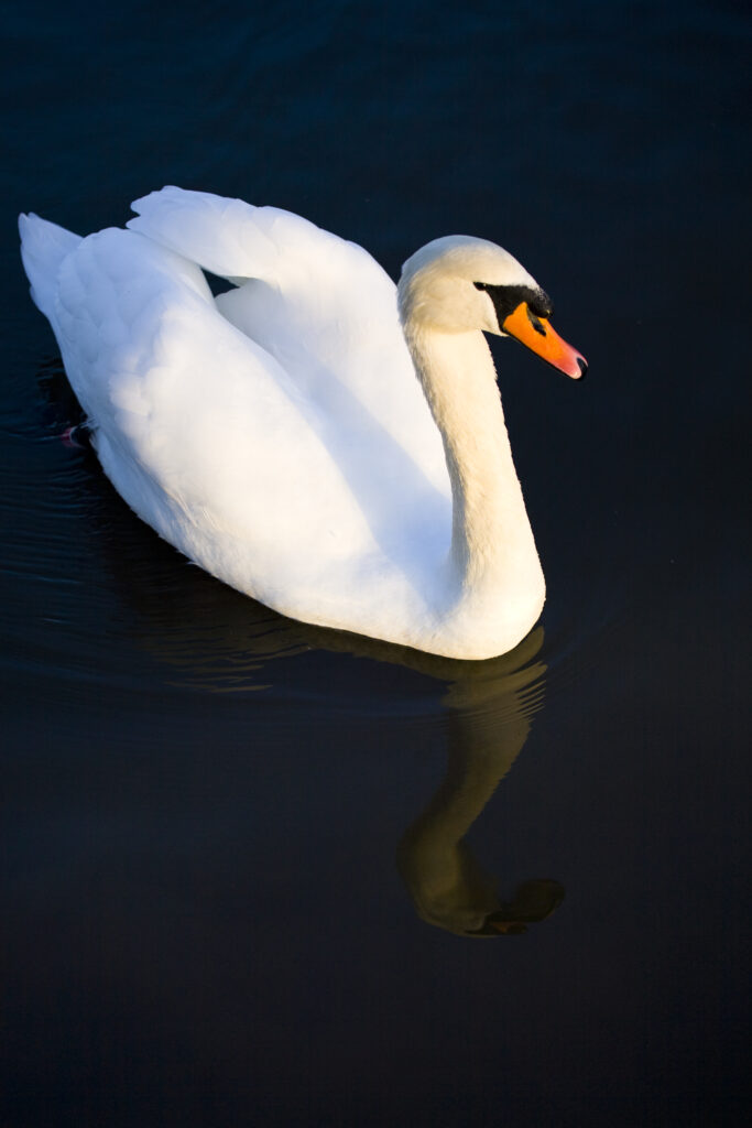 England, Tyne & Wear, Watergate Forest Park. A royal protected Swan reflected on a small lake in the Watergate Forest Park.