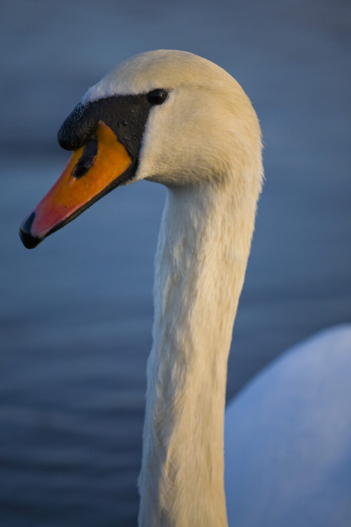 England, Tyne & Wear, Watergate Forest Park. A royal protected Swan on a small lake in the Watergate Forest Park.