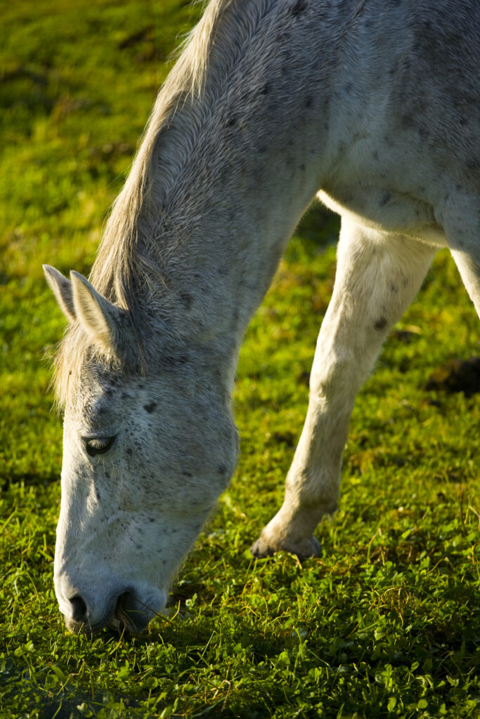 England, Tyne & Wear, Boldon. Horse grazing in a field located near the former Boldon Colliery in South Tyneside.