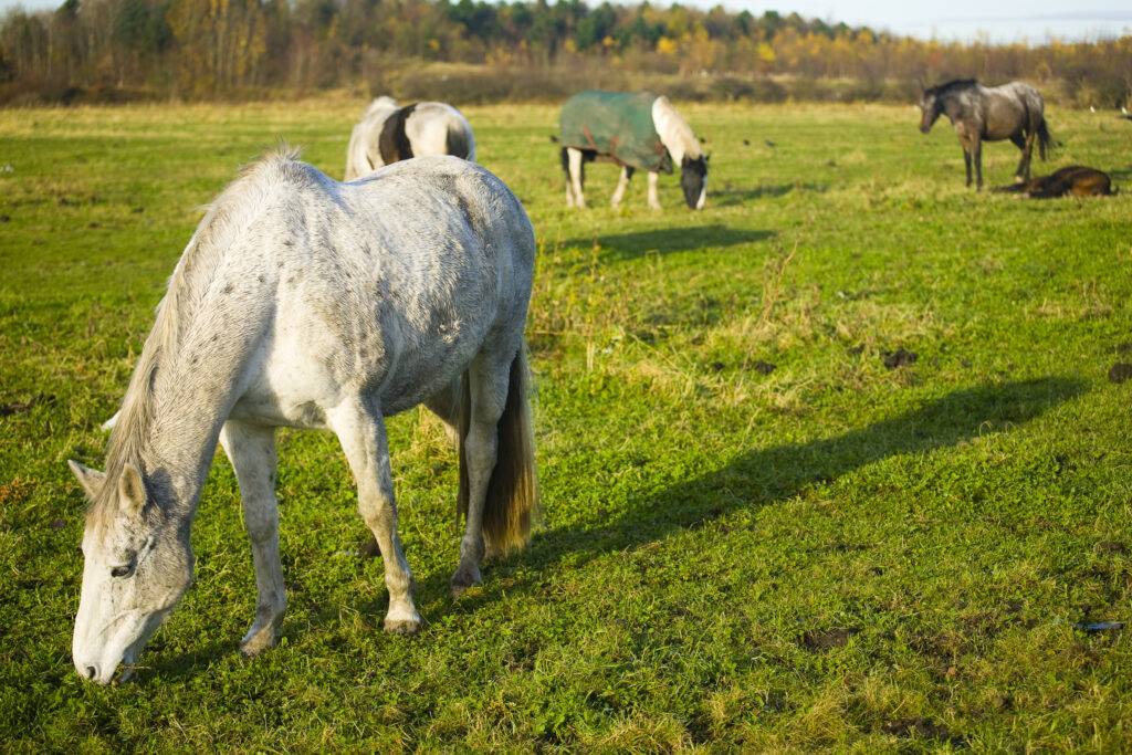England, Tyne & Wear, Boldon. Horses grazing in a field located near the former Boldon Colliery in South Tyneside.