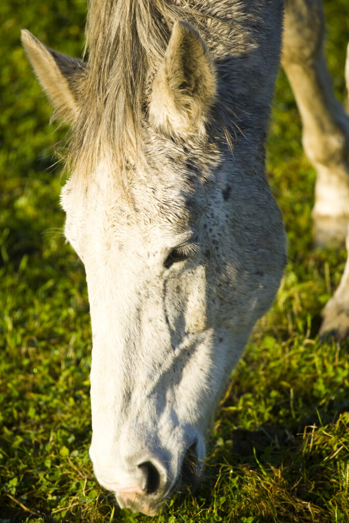 England, Tyne & Wear, Boldon. Horse grazing in a field located near the former Boldon Colliery in South Tyneside.