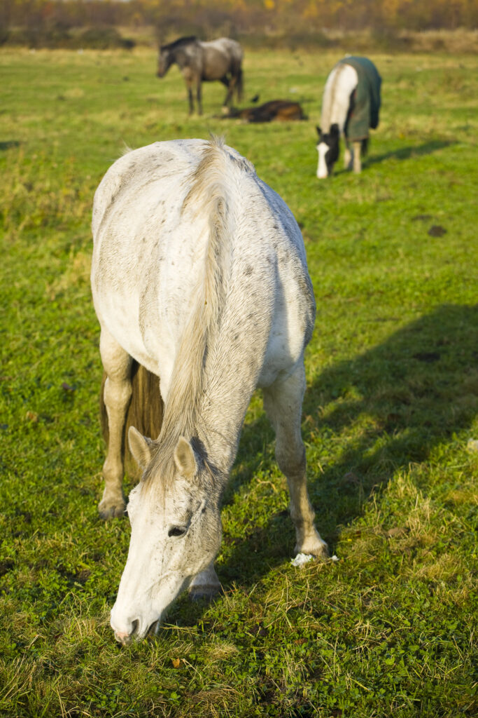 England, Tyne & Wear, Boldon. Horses grazing in a field located near the former Boldon Colliery in South Tyneside.