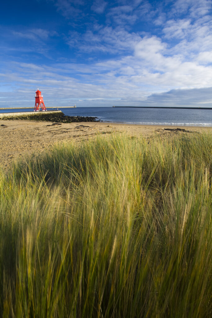 England, Tyne & Wear, South Shields. Grass on Little Haven Beach sand dunes, looking towards the South Groyne Lighthouse.