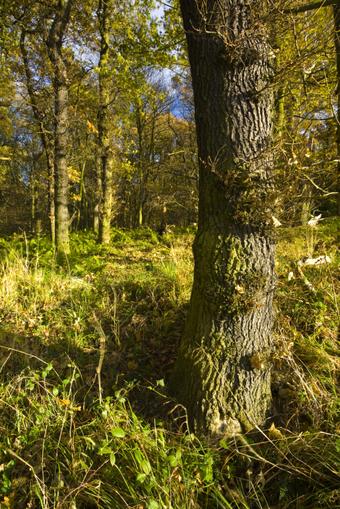 England, Tyne & Wear, Newcastle Upon Tyne. Woodland forming part of the Gosforth Park Nature Reserve, a private reserve managed by the Natural History Society of Northumbria.