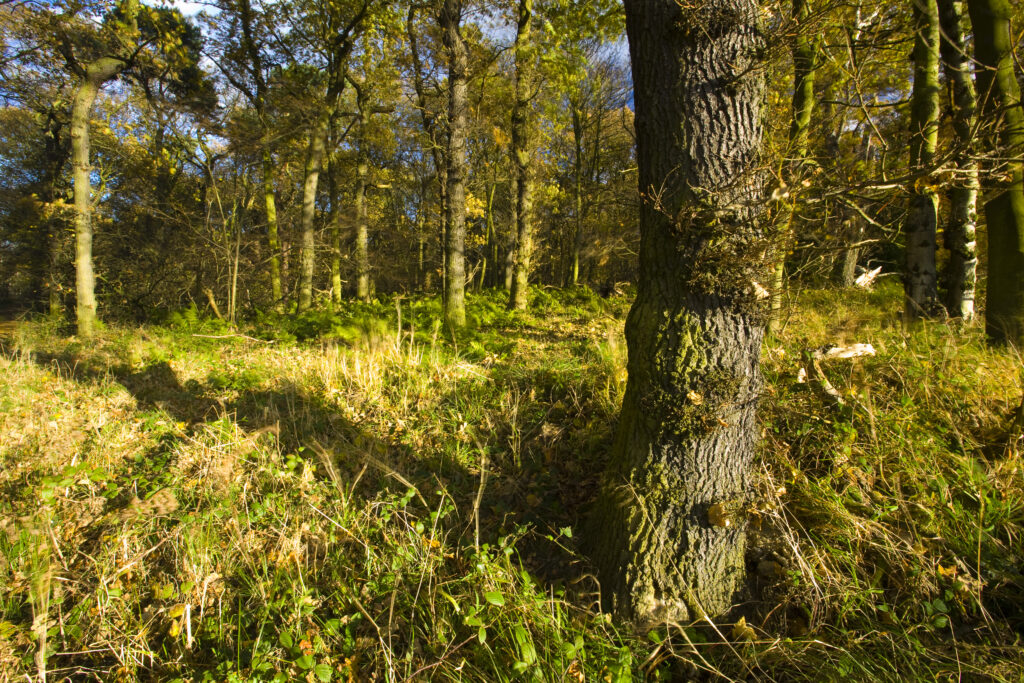 England, Tyne & Wear, Newcastle Upon Tyne. Woodland forming part of the Gosforth Park Nature Reserve, a private reserve managed by the Natural History Society of Northumbria.
