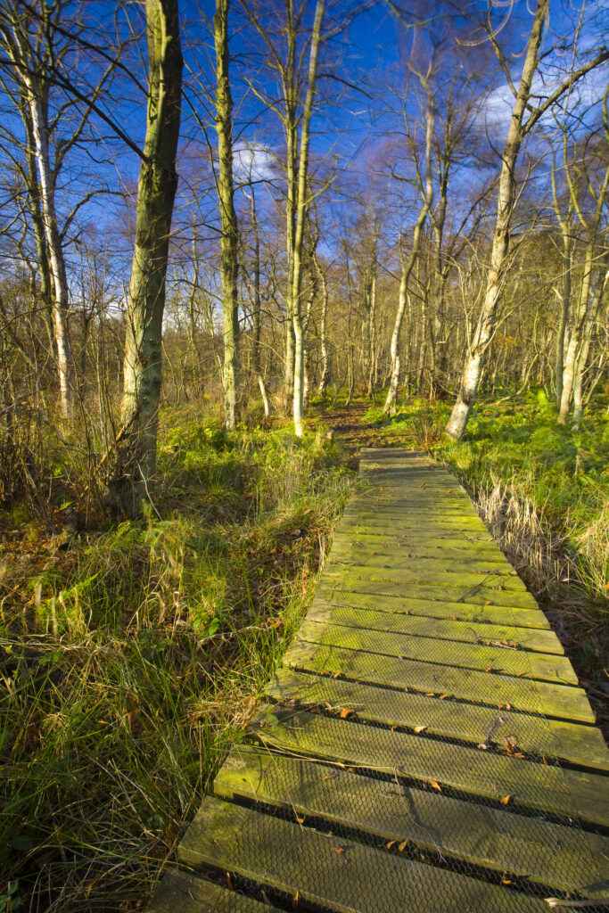 England, Tyne & Wear, Newcastle Upon Tyne. Woodland forming part of the Gosforth Park Nature Reserve, a private reserve managed by the Natural History Society of Northumbria.