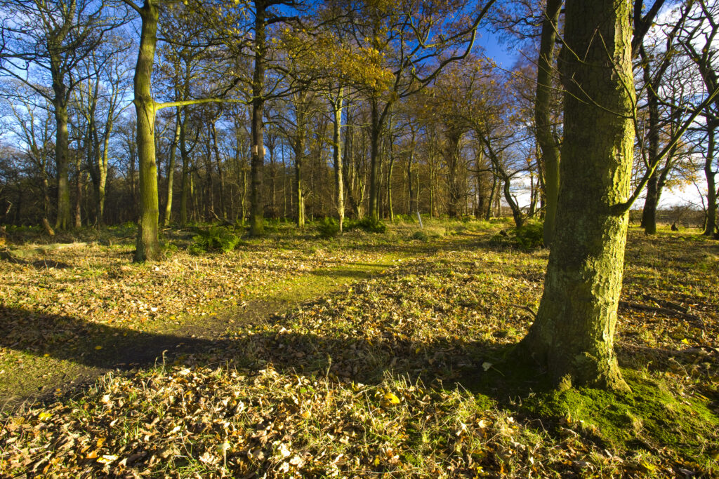 England, Tyne & Wear, Newcastle Upon Tyne. Woodland forming part of the Gosforth Park Nature Reserve, a private reserve managed by the Natural History Society of Northumbria.