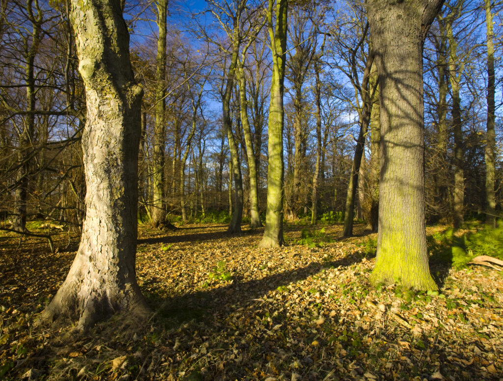 England, Tyne & Wear, Newcastle Upon Tyne. Woodland forming part of the Gosforth Park Nature Reserve, a private reserve managed by the Natural History Society of Northumbria.
