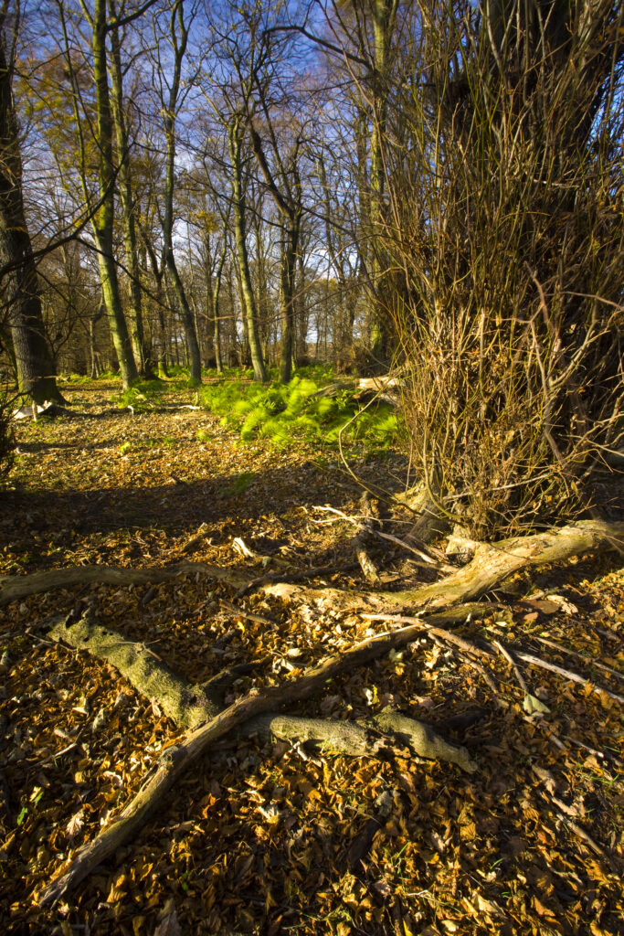 England, Tyne & Wear, Newcastle Upon Tyne. Woodland forming part of the Gosforth Park Nature Reserve, a private reserve managed by the Natural History Society of Northumbria.