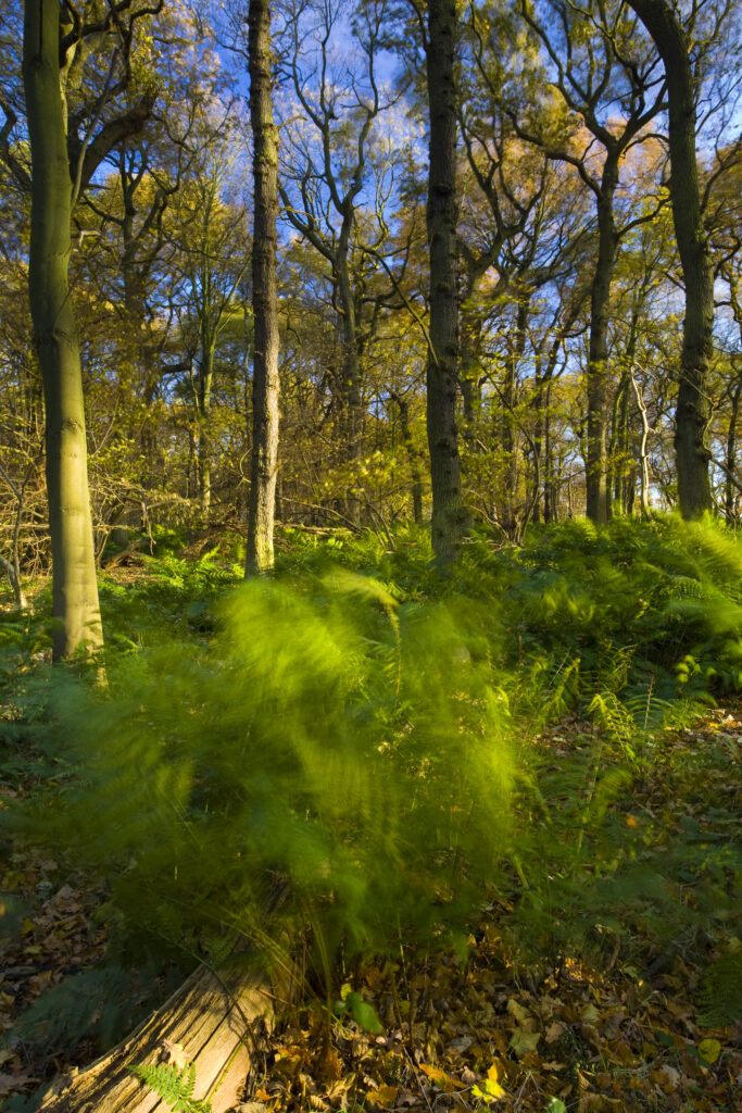 England, Tyne & Wear, Newcastle Upon Tyne. Ferns in woodland sway in a light autumnal wind. This woodland is part of the Gosforth Park Nature Reserve, a private reserve managed by the Natural History Society of Northumbria.