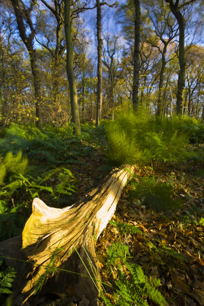 England, Tyne & Wear, Newcastle Upon Tyne. Ferns in woodland sway in a light autumnal wind. This woodland is part of the Gosforth Park Nature Reserve, a private reserve managed by the Natural History Society of Northumbria.