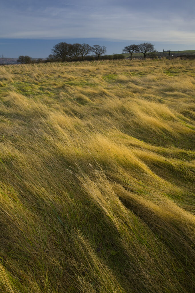 England, Tyne & Wear, Sunniside. Winter light gently bathes wild grass in an overgrown field in Sunniside.