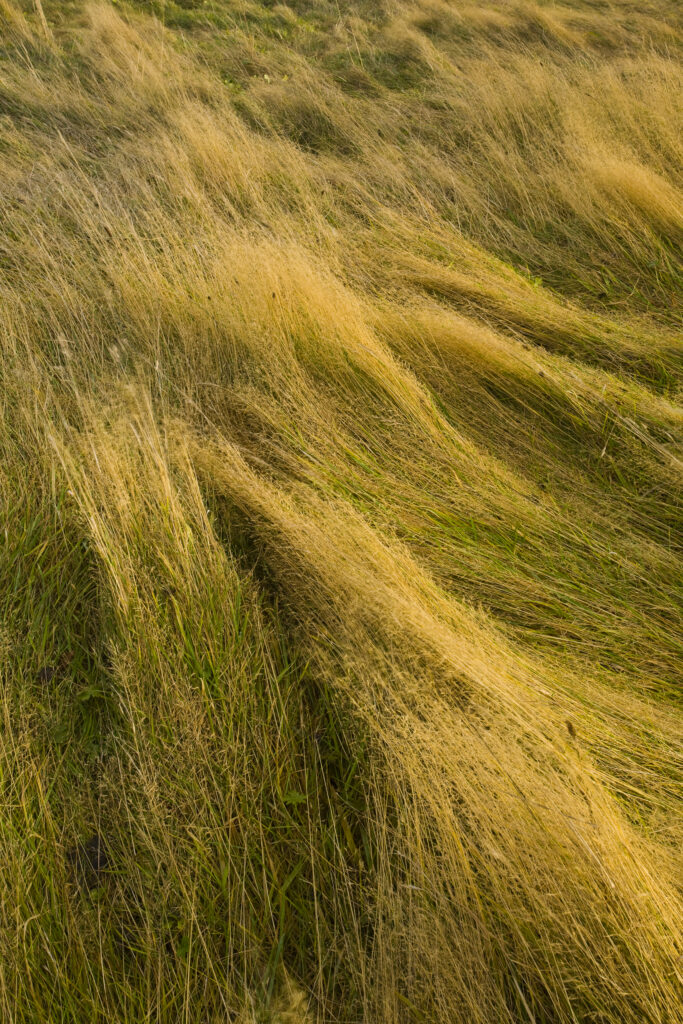England, Tyne & Wear, Sunniside. Winter light gently bathes wild grass in an overgrown field in Sunniside.