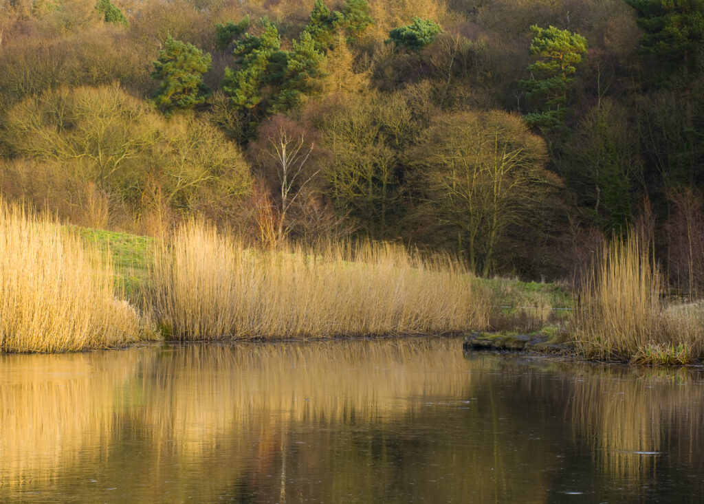 England, Tyne & Wear, Derwenthaugh Park. Lakeside reflections in the frozen water of Clockburn Lake in the Derwenthaugh Park.