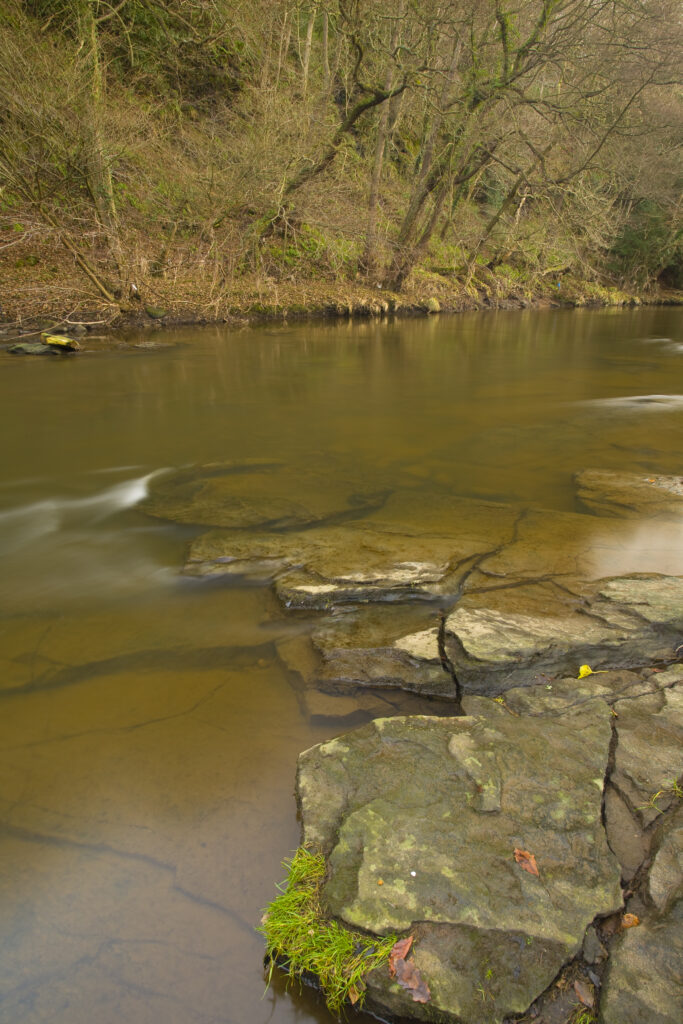 England, Tyne & Wear, Derwent Walk Country Park. The River Derwent running through Snipes Dene Wood.