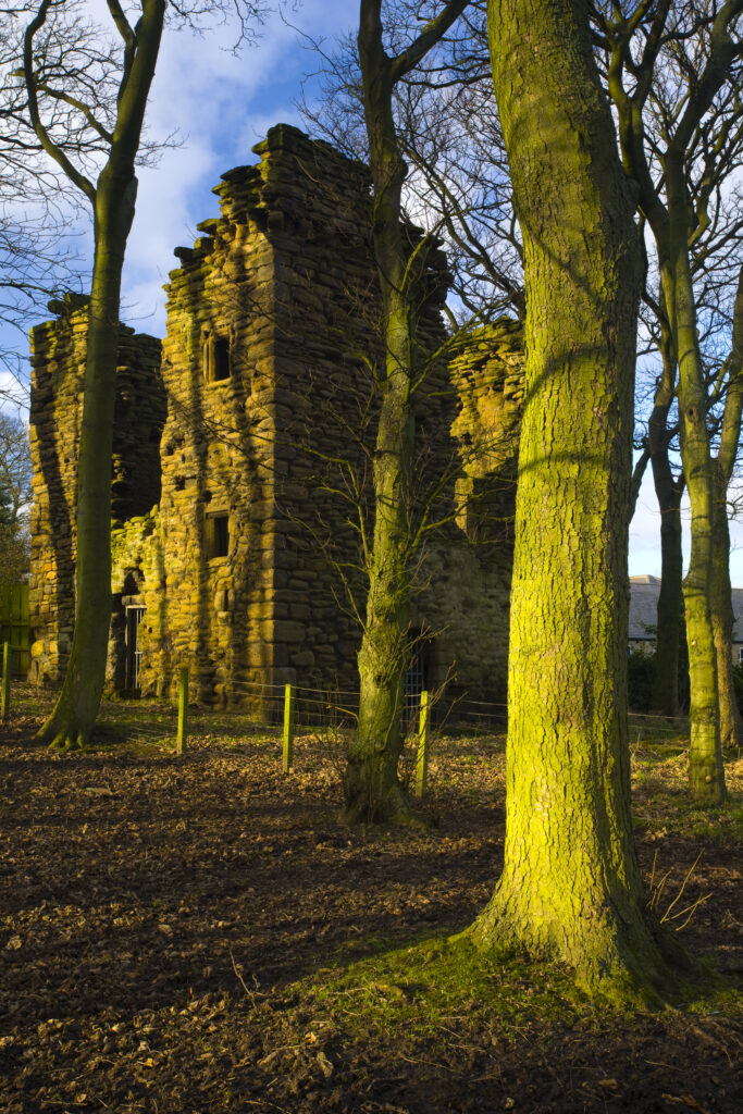 England, Tyne & Wear, Burradon Tower. Sycamore Trees and the ruins of the Burradon Tower, a townhouse built around 1553 by Bertram Anderson.