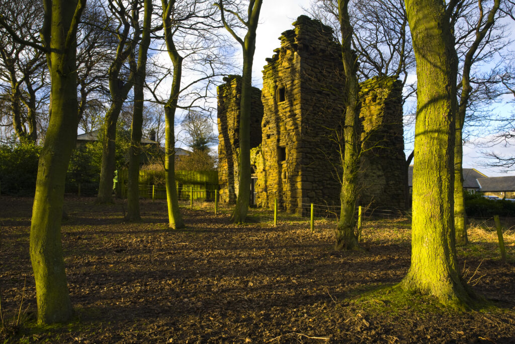England, Tyne & Wear, Burradon Tower. Sycamore Trees and the ruins of the Burradon Tower, a townhouse built around 1553 by Bertram Anderson.