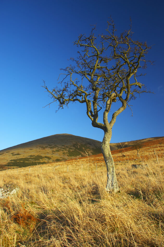 England, Northumberland, Northumberland National Park. A lonely tree in a field on the St Cuthberts Way near Wooler and the Scottish Borders.