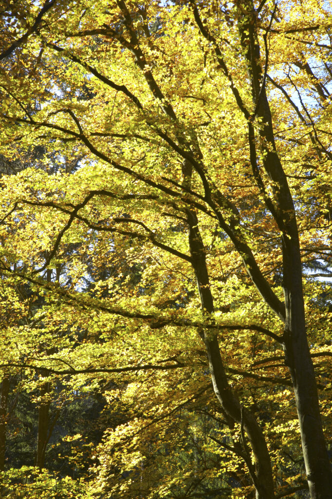 England, Northumberland, Cragside Gardens & Estate. The autumn colours of woodland within the Cragside estate (National Trust)