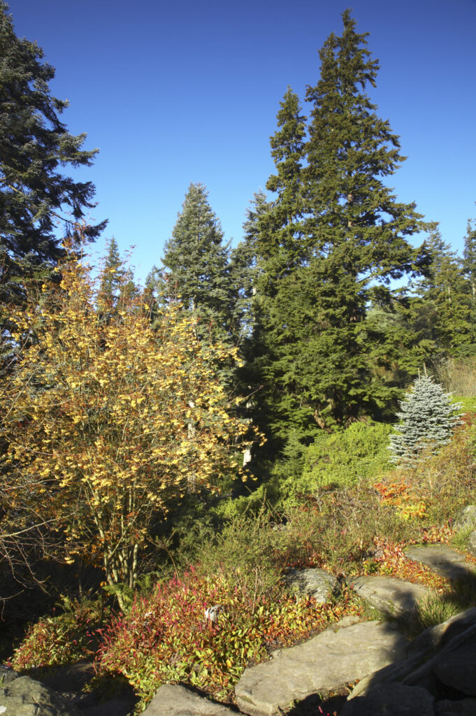 England, Northumberland, Cragside Gardens & Estate. Autumn view of the rock gardens of the Cragside estate (National Trust)