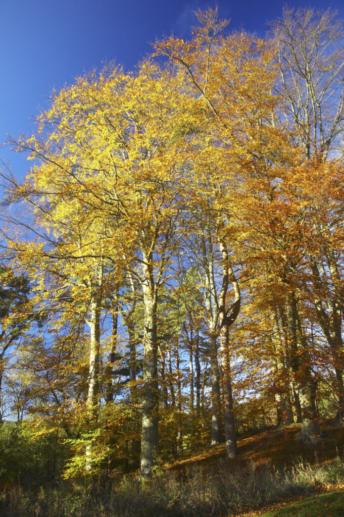 England, North umberland, Cragside Gardens & Estate. The autumn colours of woodland within the Cragside estate (National Trust)